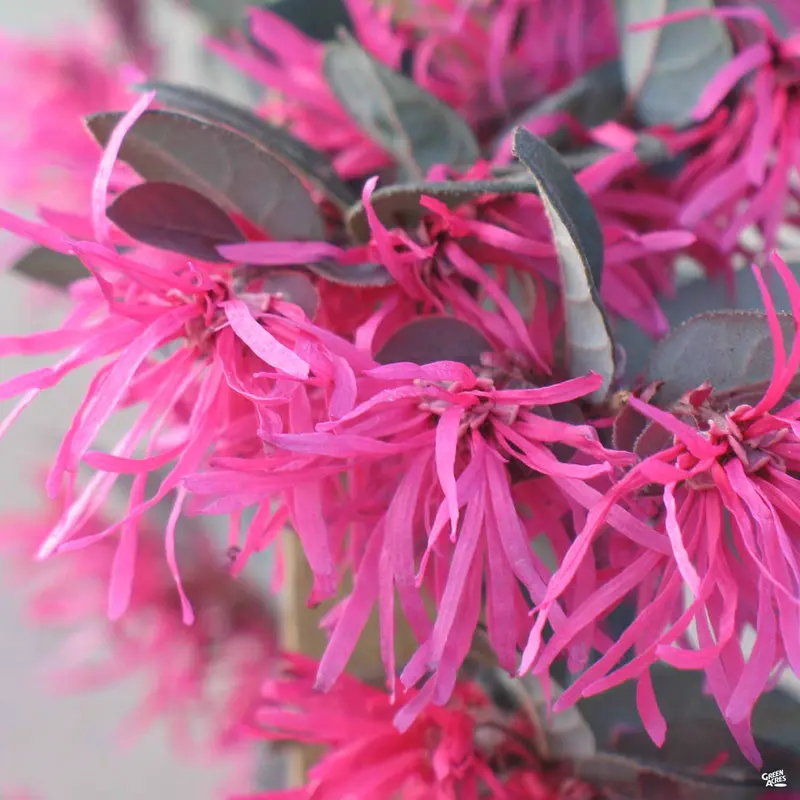 Fringe Flower 'Purple Majesty'