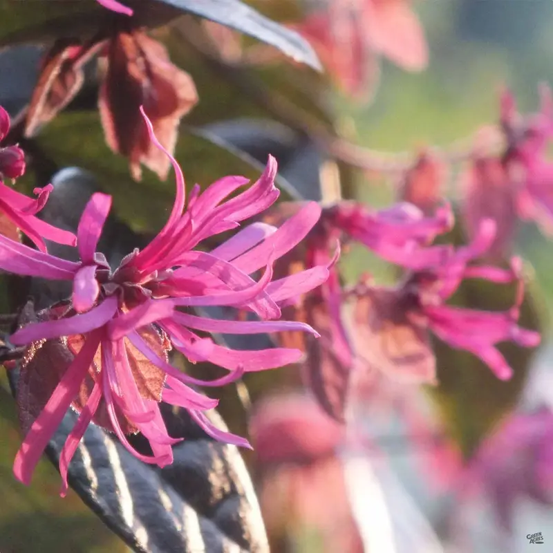 Fringe Flower 'Rubrum'