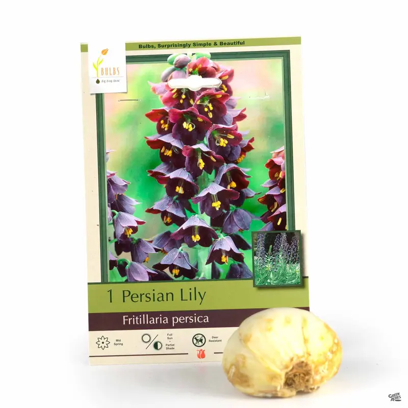 Fritillaria persica