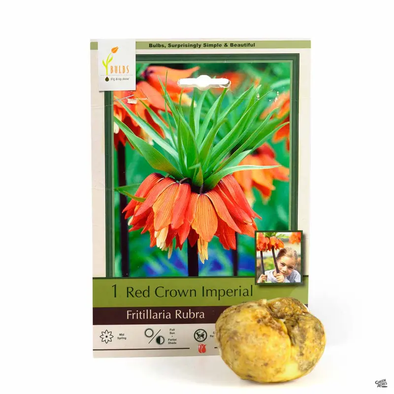 Fritillaria 'Rubra'