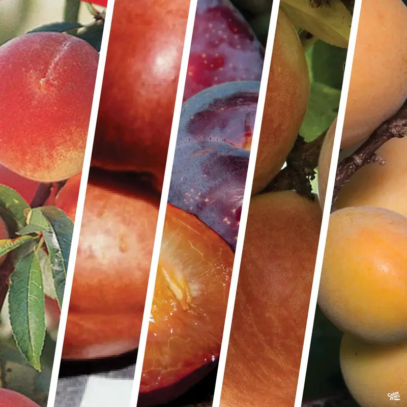 Fruit Salad Multi-Graft Combo #2 Bareroot