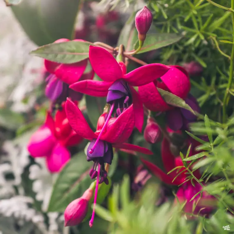 Fuchsia Hanging Basket