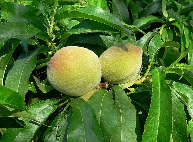 'Garden Gold' Miniature Peach (Prunus persica)