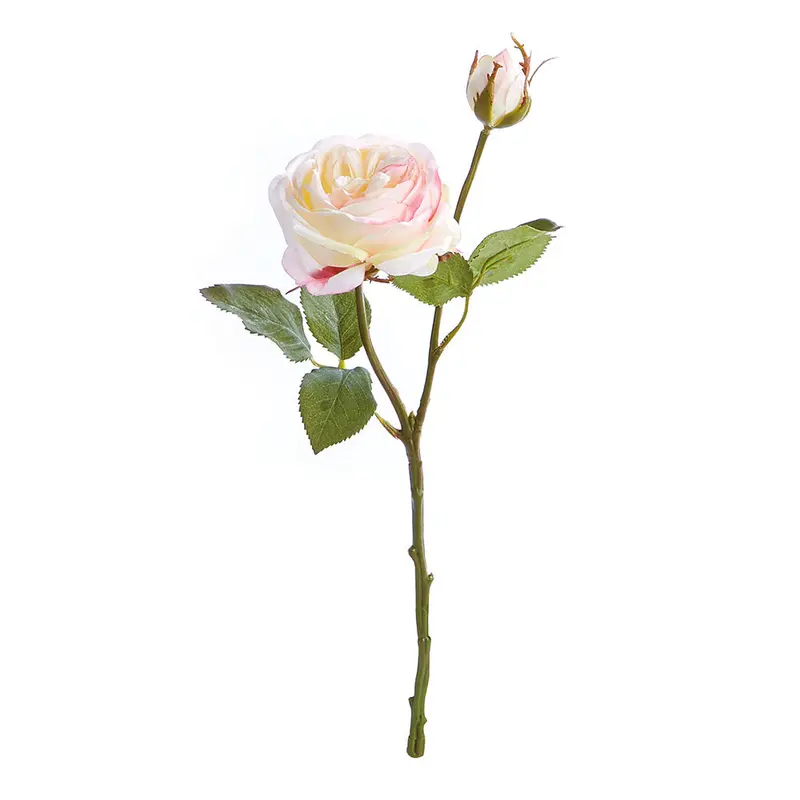Garden Rose Cutting - NAPA Home & Garden