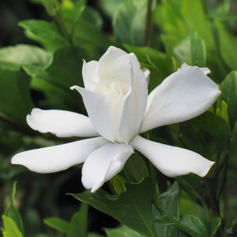 Gardenia 'August Beauty'
