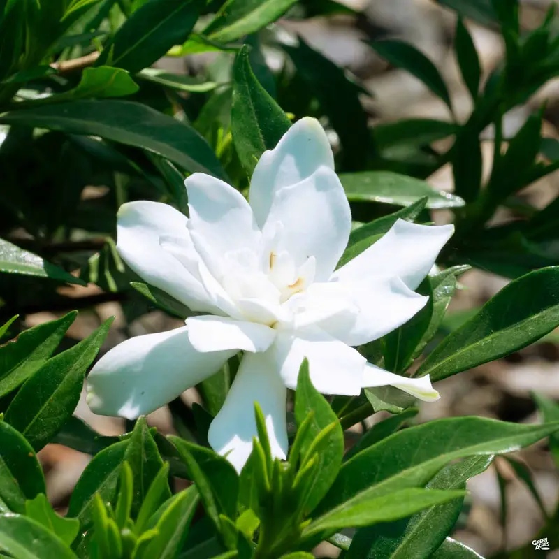 Gardenia 'Frostproof'