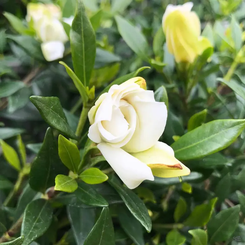 Gardenia 'Radicans'