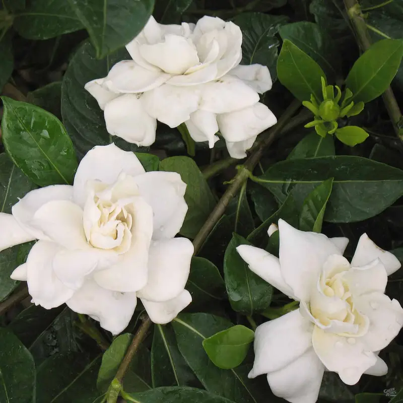 Gardenia 'Veitchii'