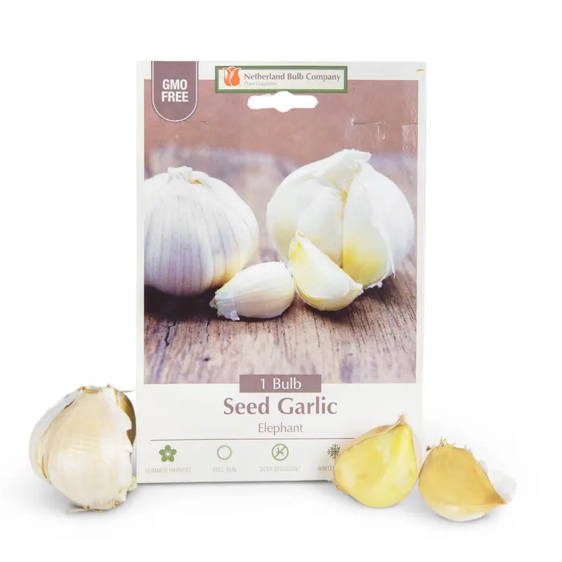 Garlic 'Elephant'