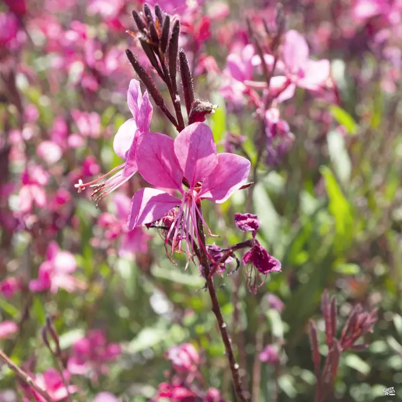 Gaura 'Belleza'