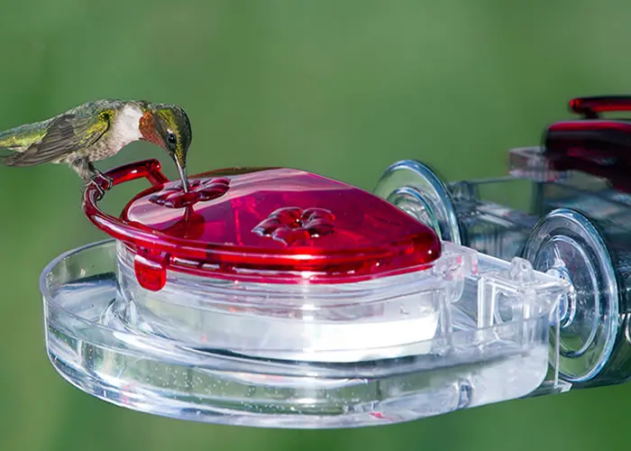 Gem Hummingbird Feeder Anti-Insect Kit
