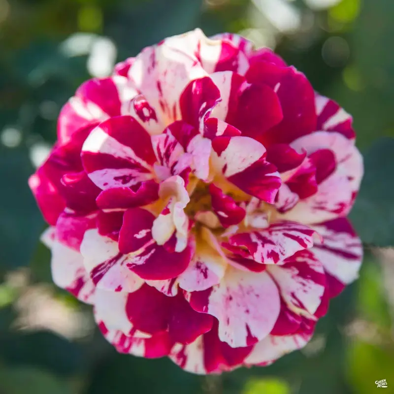 George Burns™ Rose Bareroot