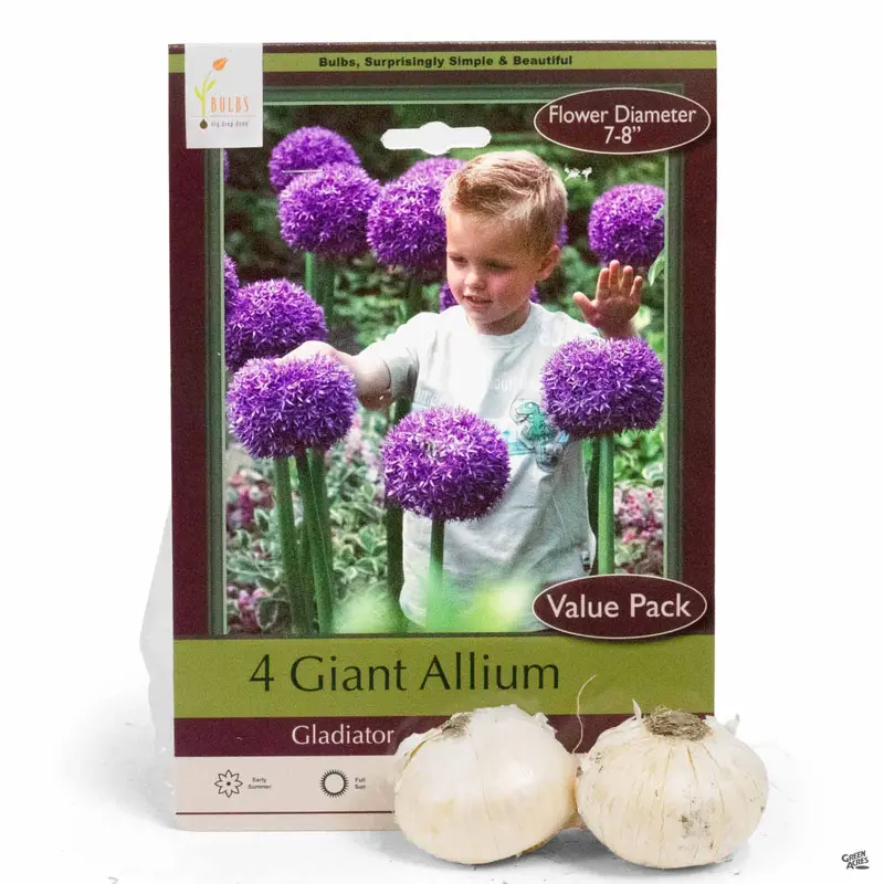 Giant Allium 'Gladiator'