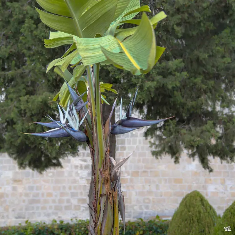 Giant Bird of Paradise