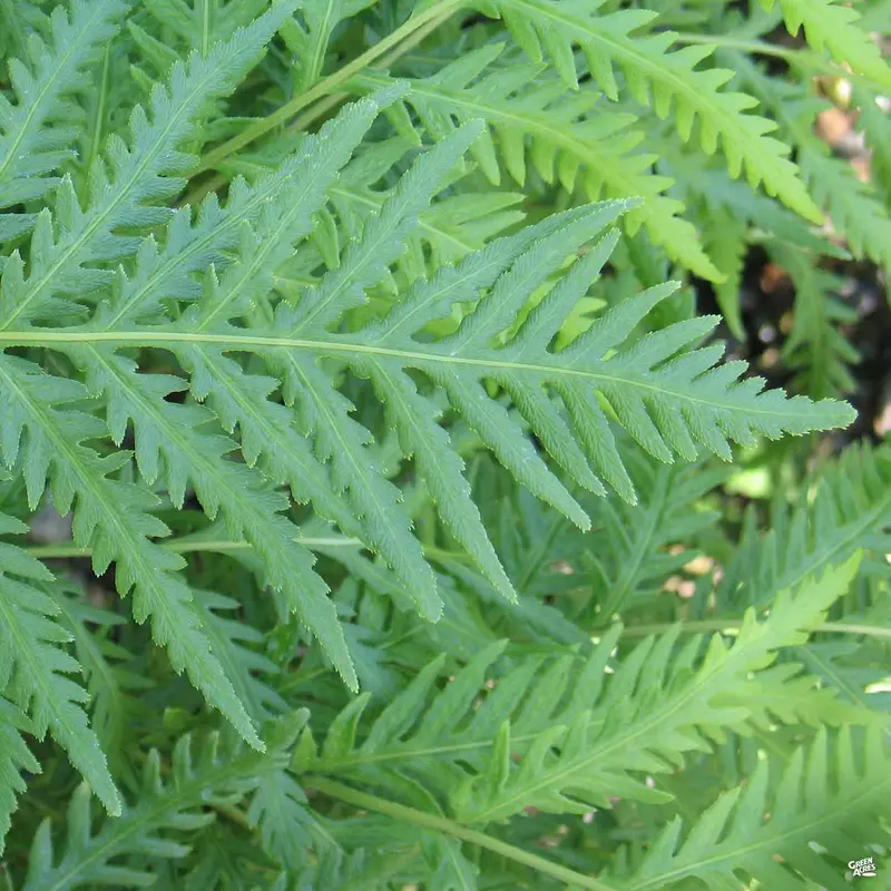 Giant Chain Fern