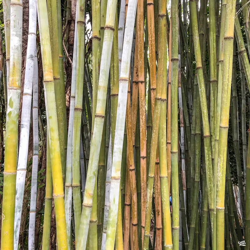 Giant Timber Bamboo