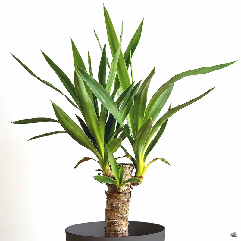 Giant Yucca Cane
