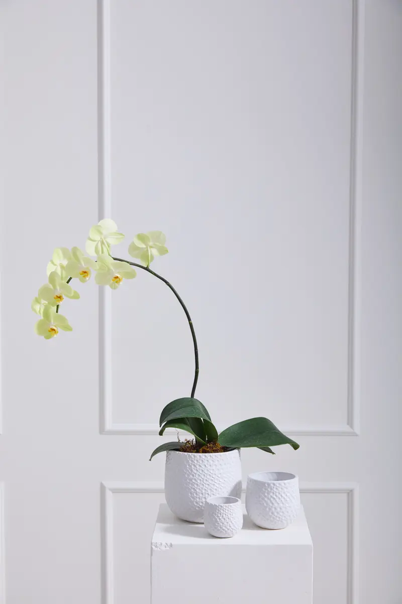 Ginny Pot Set of 8 By Accent Decor