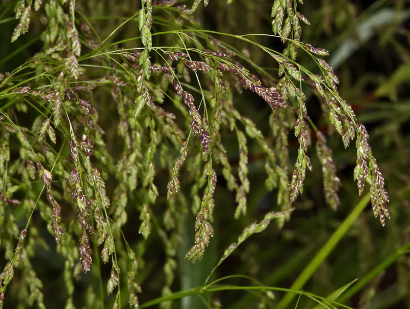 Glyceria elata (Tall Mannagrass) CC WH