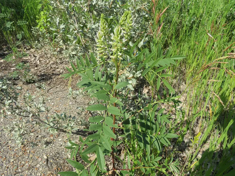 Glycerrhiza lepidota (American Licorice)