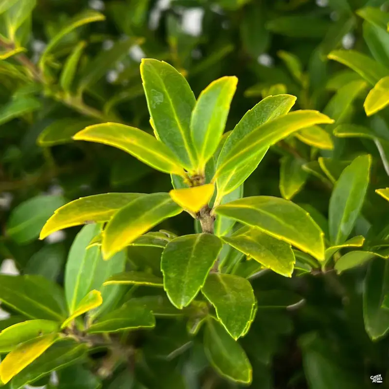 Golden Hoogendorn™ Holly