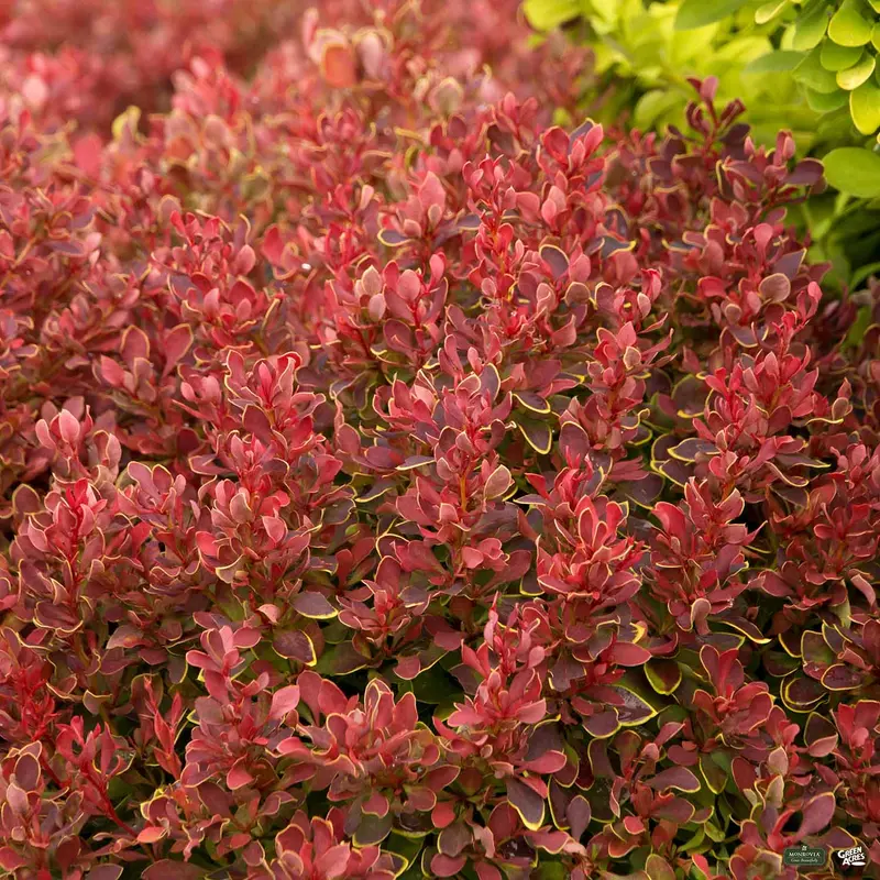 Golden Ruby® Barberry | Monrovia