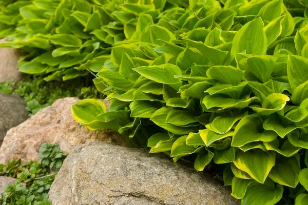Golden Tiara Hosta
