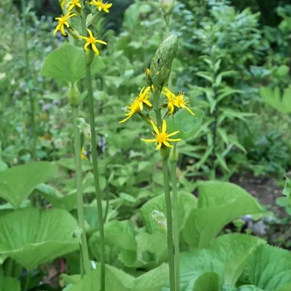 Gomchwi (Fischer’s Ligularia)