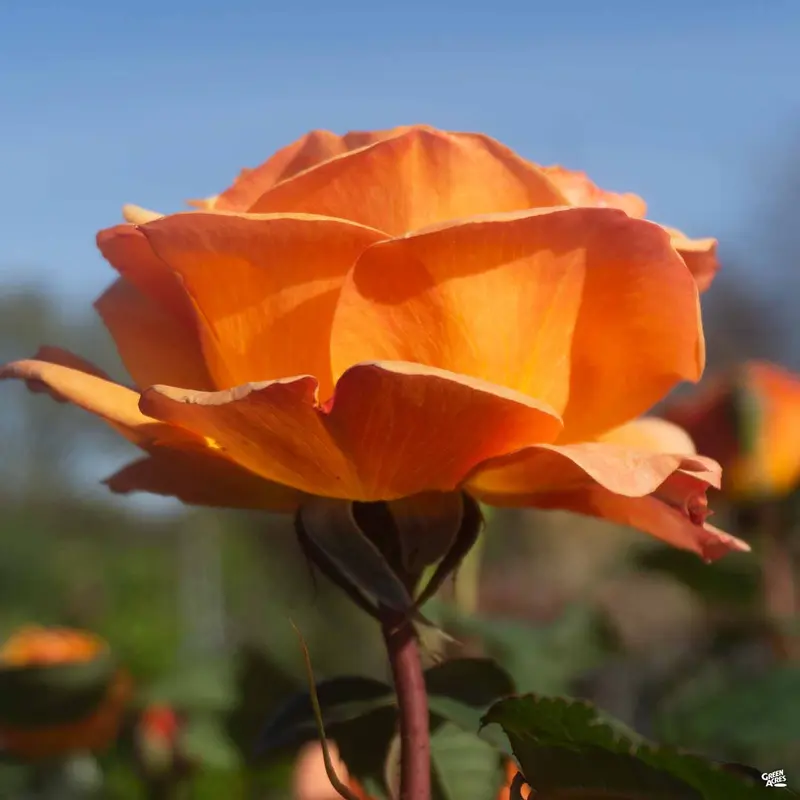 Good as Gold™ Rose Bareroot