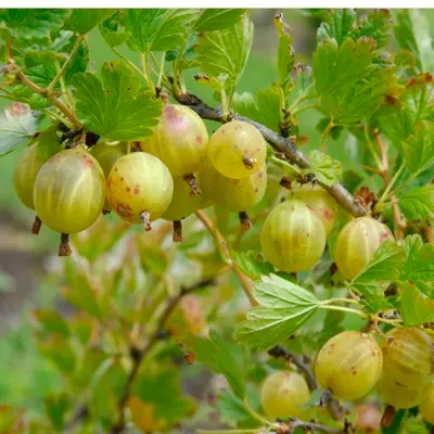Gooseberry 'Hinnomaki Yellow' (Ribes uva-crispa)