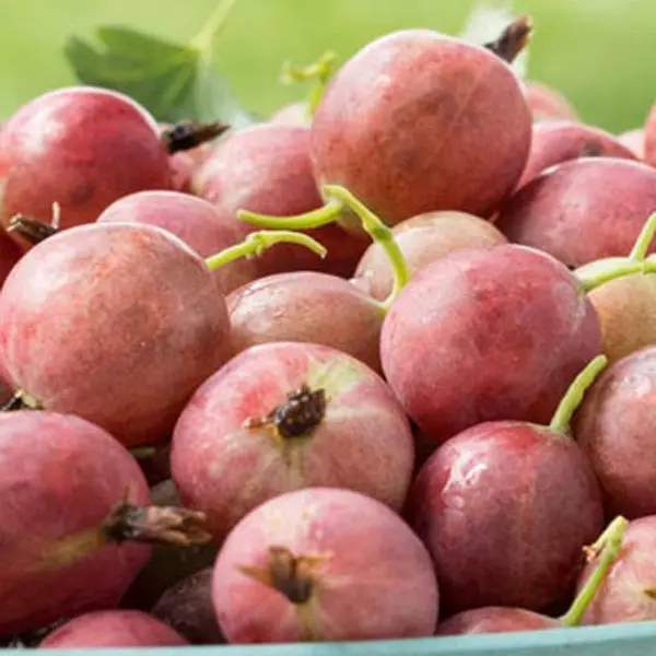Gooseberry 'Little Ben' (Ribes uva-crispa)