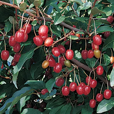 Goumi 'Sweet Scarlet' (Elaeagnus multiflora)