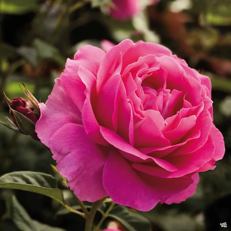 Grande Dame™ Rose Bareroot