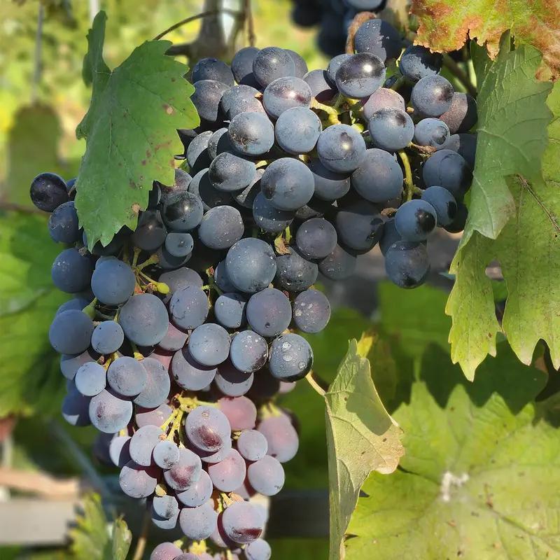 Grape 'Autumn Royal Seedless'