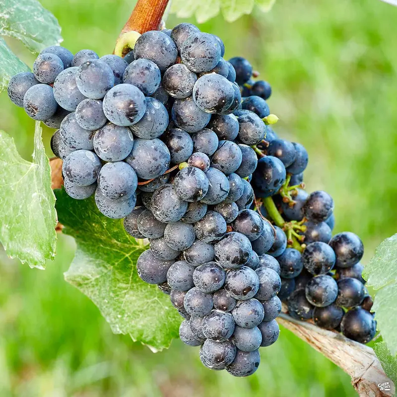 Grape 'Black Monukka'