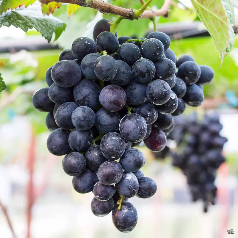 Grape 'Concord Seedless'