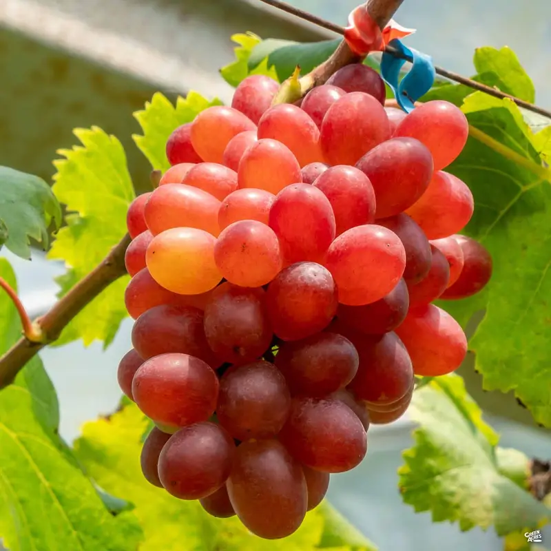 Grape 'Crimson Seedless'