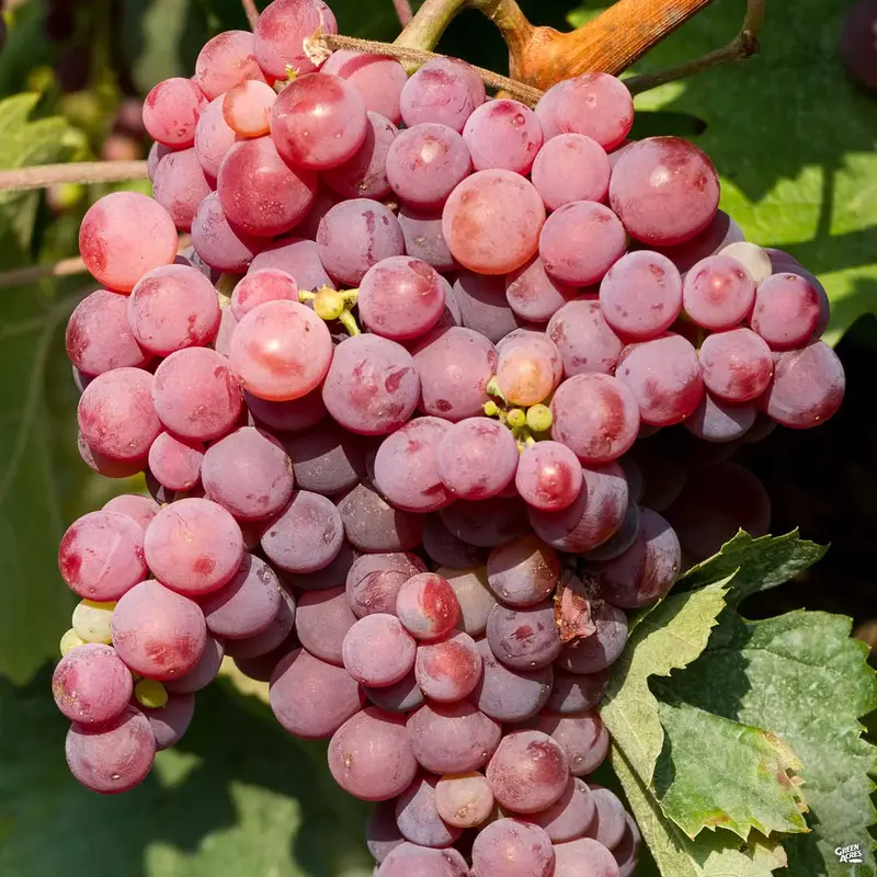 Grape 'Flame Seedless'
