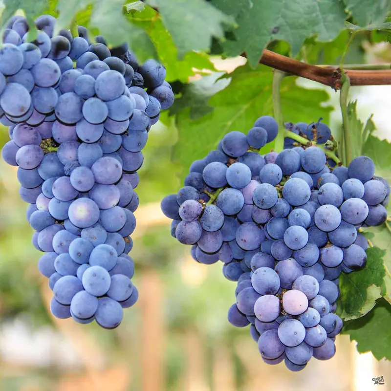 Grape 'Mars'