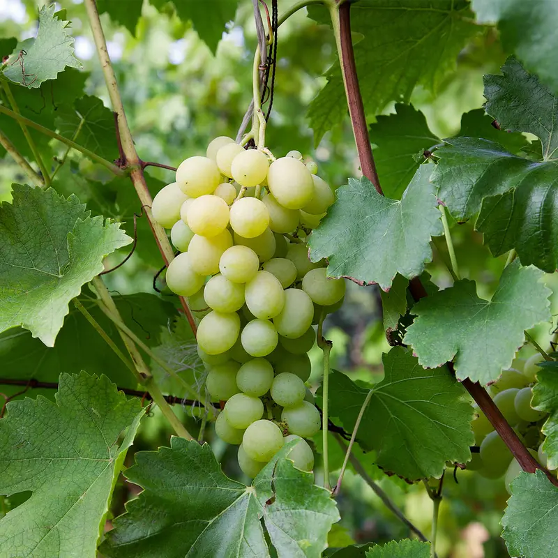 Grape 'Princess Seedless'