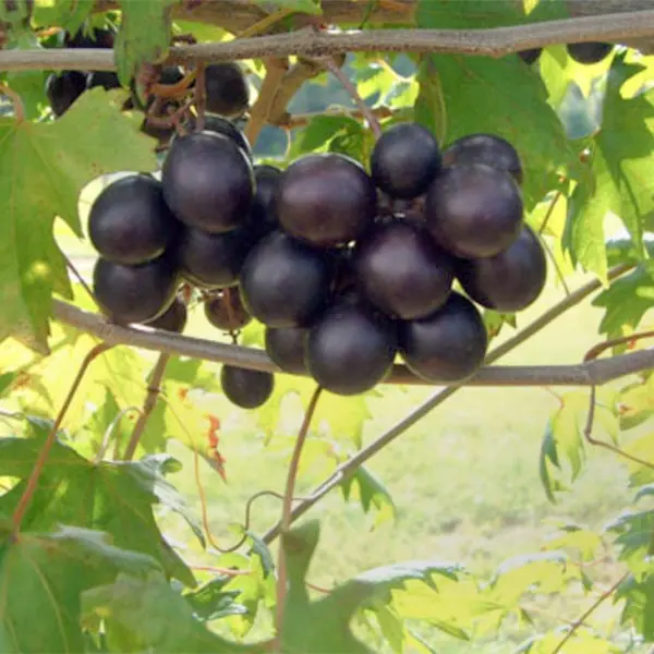 Grape 'Southern Home' (Vitus rotundifolia)