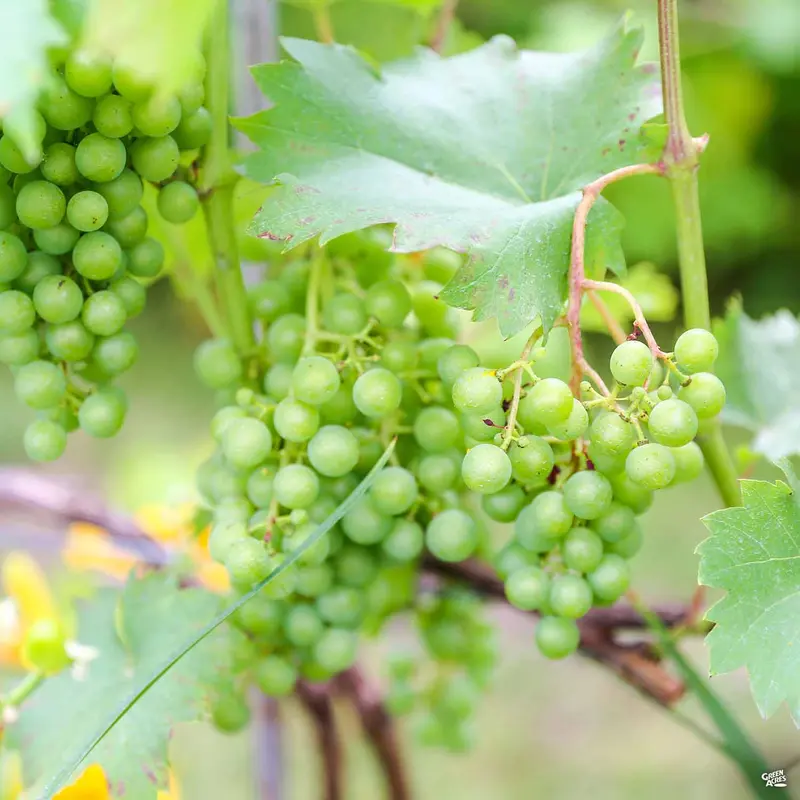 Grape 'Thompson Seedless'