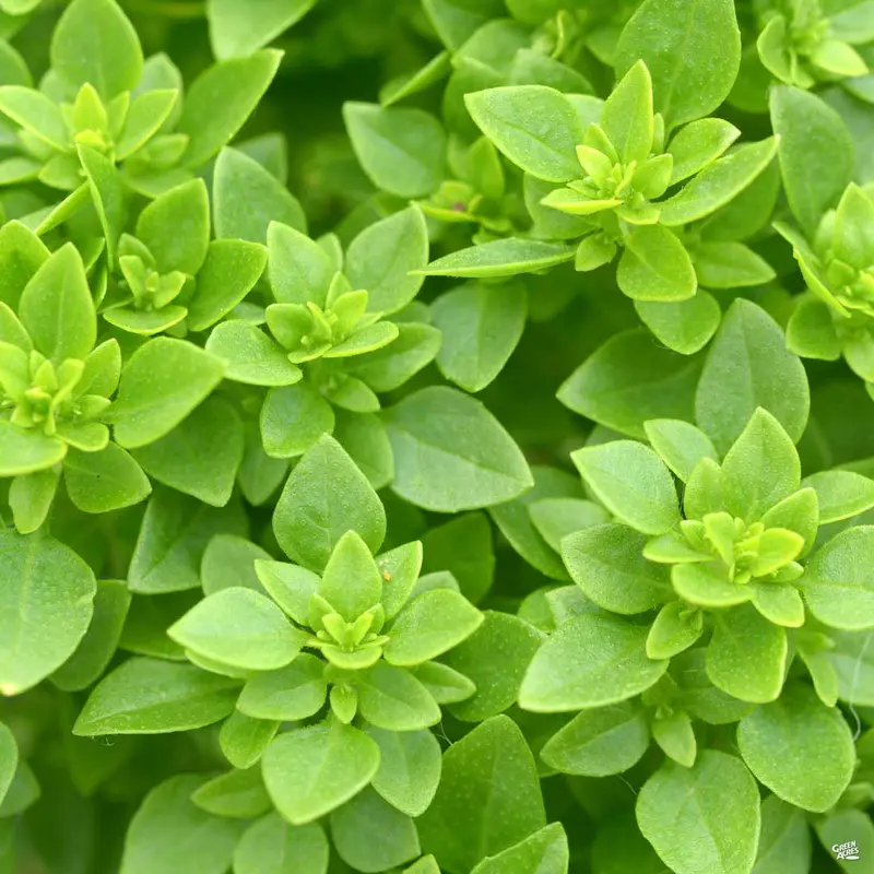 Greek Basil 'Bonsai'