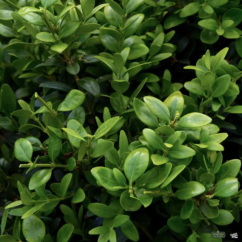 Green Tower® Boxwood | Monrovia