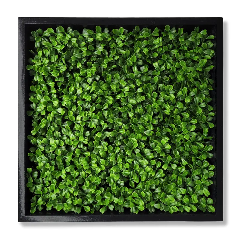 Green Wall, Mini Boxwood 1 By Gold Leaf