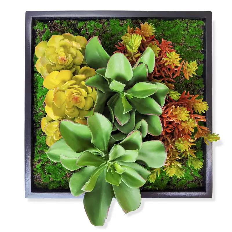 Green Wall, Mini Kalanchoe Mix 1 By Gold Leaf
