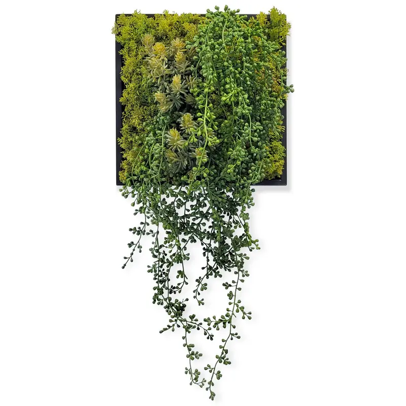 Green Wall, Mini Sedum Album & Pearls By Gold Leaf