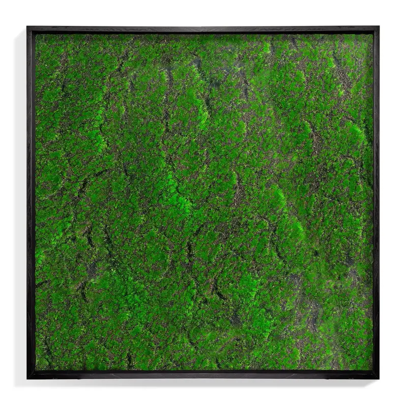 Green Wall, ‘New Moss Square’ By Gold Leaf
