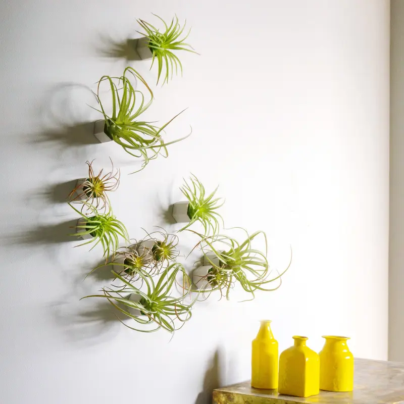 Green Wall Satellite, Wall Play™ Beehive Off-White w/ Air Plants, Set of 10 By Gold Leaf