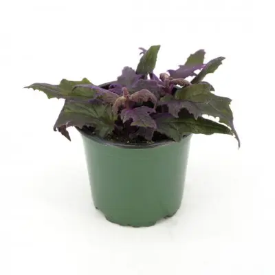 Gynura aurantiaca (Purple Passion Vine)